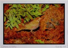 163010 Ovenbird With Young Watercolour Picture Ltd Ed A4