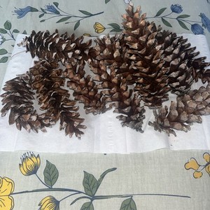 15 Eastern White Pine Cones for Crafts, Decorations And Home Decor FRESH 2026