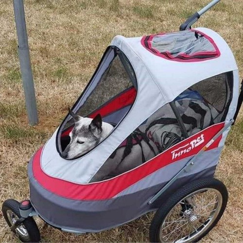 Innopet Sporty Pet Stroller Check Condition eBay