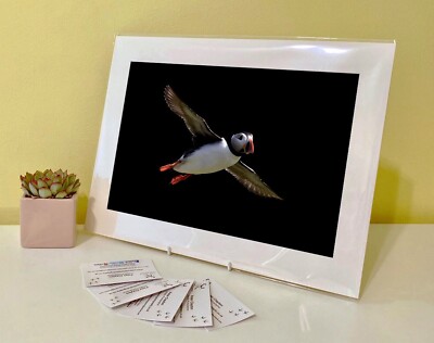 Kunstdruck Bild Bild Foto Fotografie - Papageientaucher Seevögel | Natur | Tierwelt