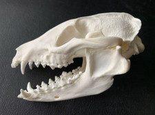 M8 SCHÄDEL Marderhund A1