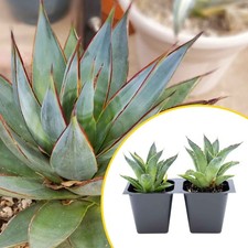 2 Blue Glow Agave Succulents, Live Plants in 2.5" Cubes
