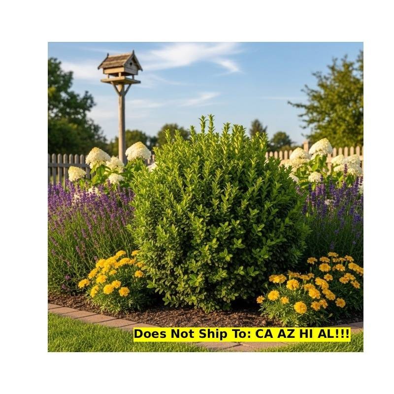 NewGen Freedom Boxwood Shrub in 3 Gal Pot Outdoor Evergreen Graden