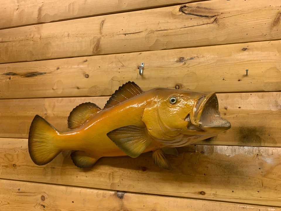 Reproducción Pargo Rojo Hueso Pez Mero Tiburón Océano Peces Taxidermia FKS32 Foto 4 de 4