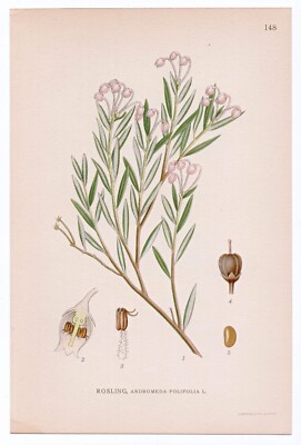 1926 Lindman Botanical Flower Print, Bog-rosemary (Andromeda Polifolia)