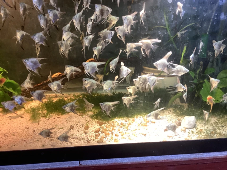 2 Blue Ghost Angelfish Nickel To quarter size. - Image 3 of 3