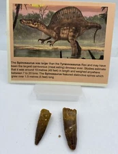 Spinosaurus Teeth LOT Dinosaur F0SSIL Before T Rex Cretaceous J67