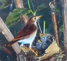 Wilson's Thrush, Or Veery, And Young Birds, c1940 Magic Lantern Glass Slide