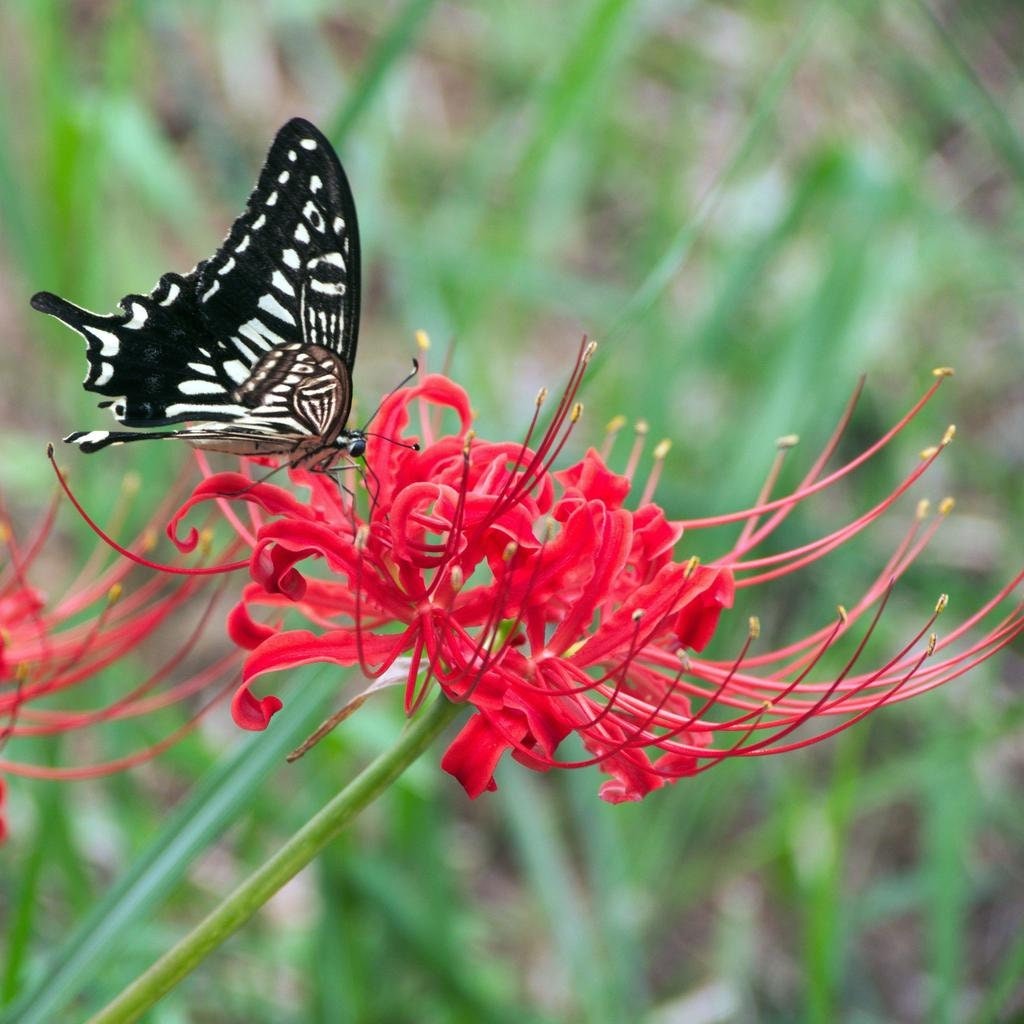 Red Spider Lily, Lycoris Radiata, Magic Lily Amaryllis Heirloom