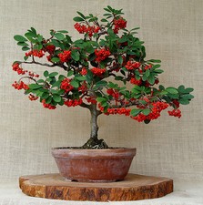 COTONEASTER HORIZONTALIS BONSAI 2000 Seeds Seeds