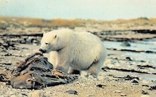 Hudson Bay Coast Canada Polar Bear Dining on Whale Vtg Postcard C24