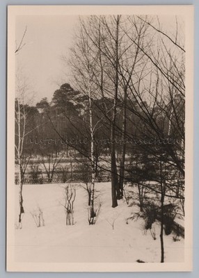Marl Hüls LK Recklingshausen 1956 - Winter Wäldchen - Altes Foto 1950er