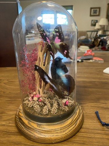 Vintage 1970s Taxidermy Butterfly In Glass Dome Display