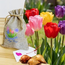 5 Mix Darwin Hybrid Tulip Bulbs in Rustic Hessian Pouch -Mothers Day Garden Gift