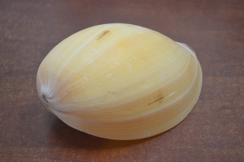 MELO MELON DIADEMA SEA SHELL BEACH DECOR 5" - 6" #9086 - Foto 2 di 4
