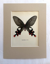 Vintage 1965 Butterfly Print in 11x14 Mat: Paradis Philoxenus/Common Windmill