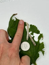 Large Size Live Silkworms