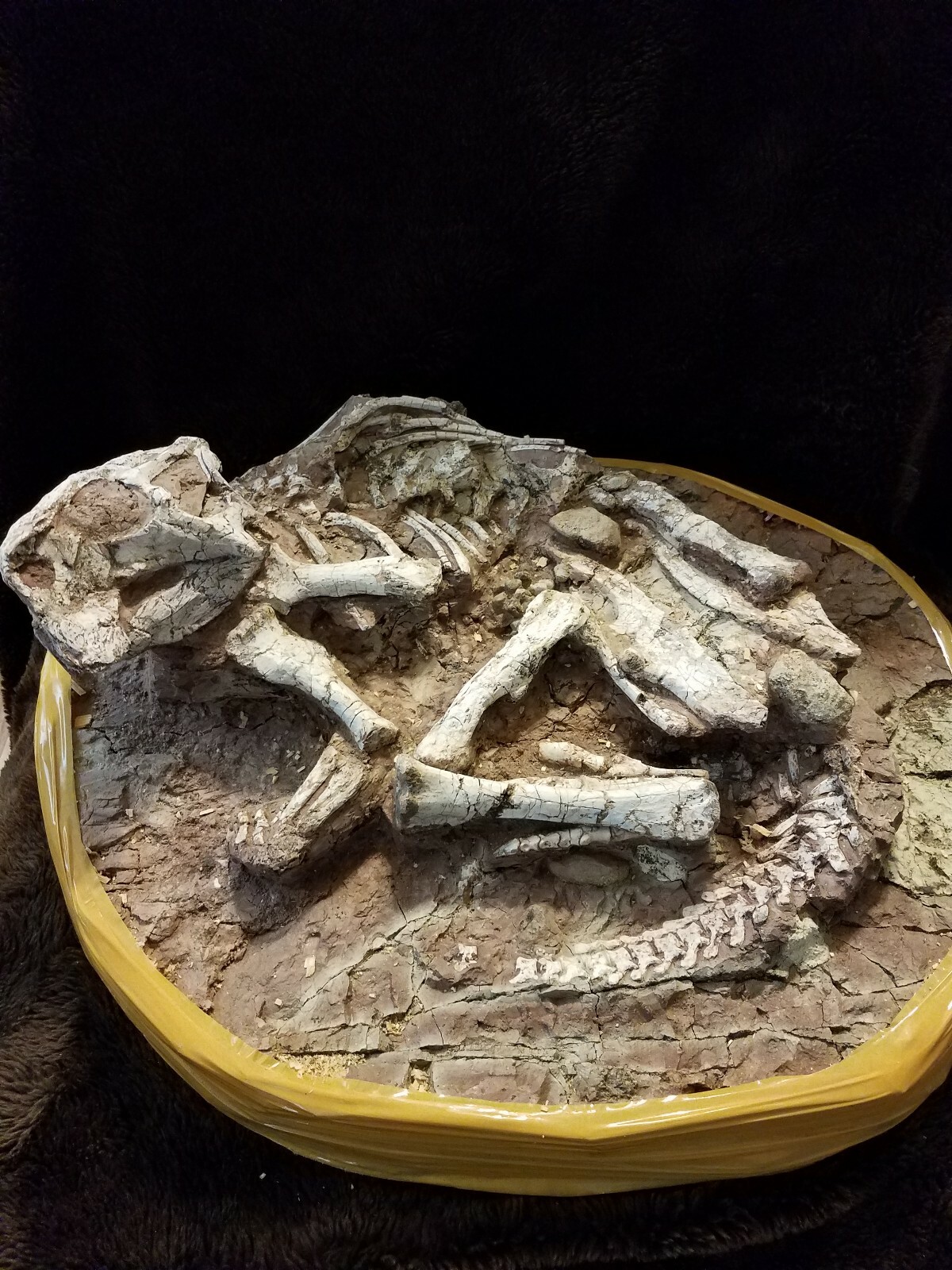 dinasaur fossils
                                    for sale