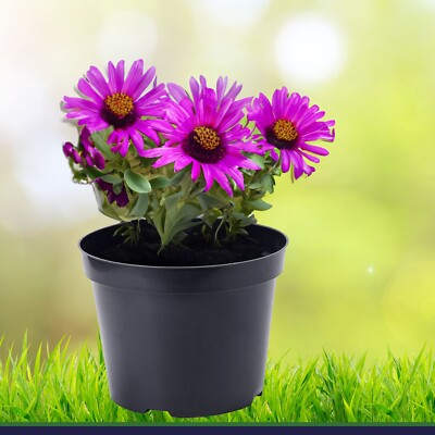 50 x Pflanztopf 10 L schwarz  29 x 22 cm Blumentopf Pflanzgef  Blumenkbel | eBay.de