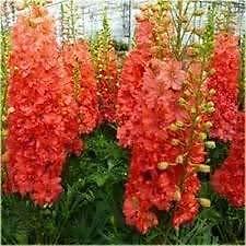 Rittersporn F1 Rot 10 Samen, Riesen Delphinium - mehrjährige Staude - Bild 1 von 1