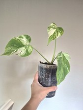 FLASH SALE 3 Leaf Rooted Monstera Albo Variegata Limited Quantity Rare