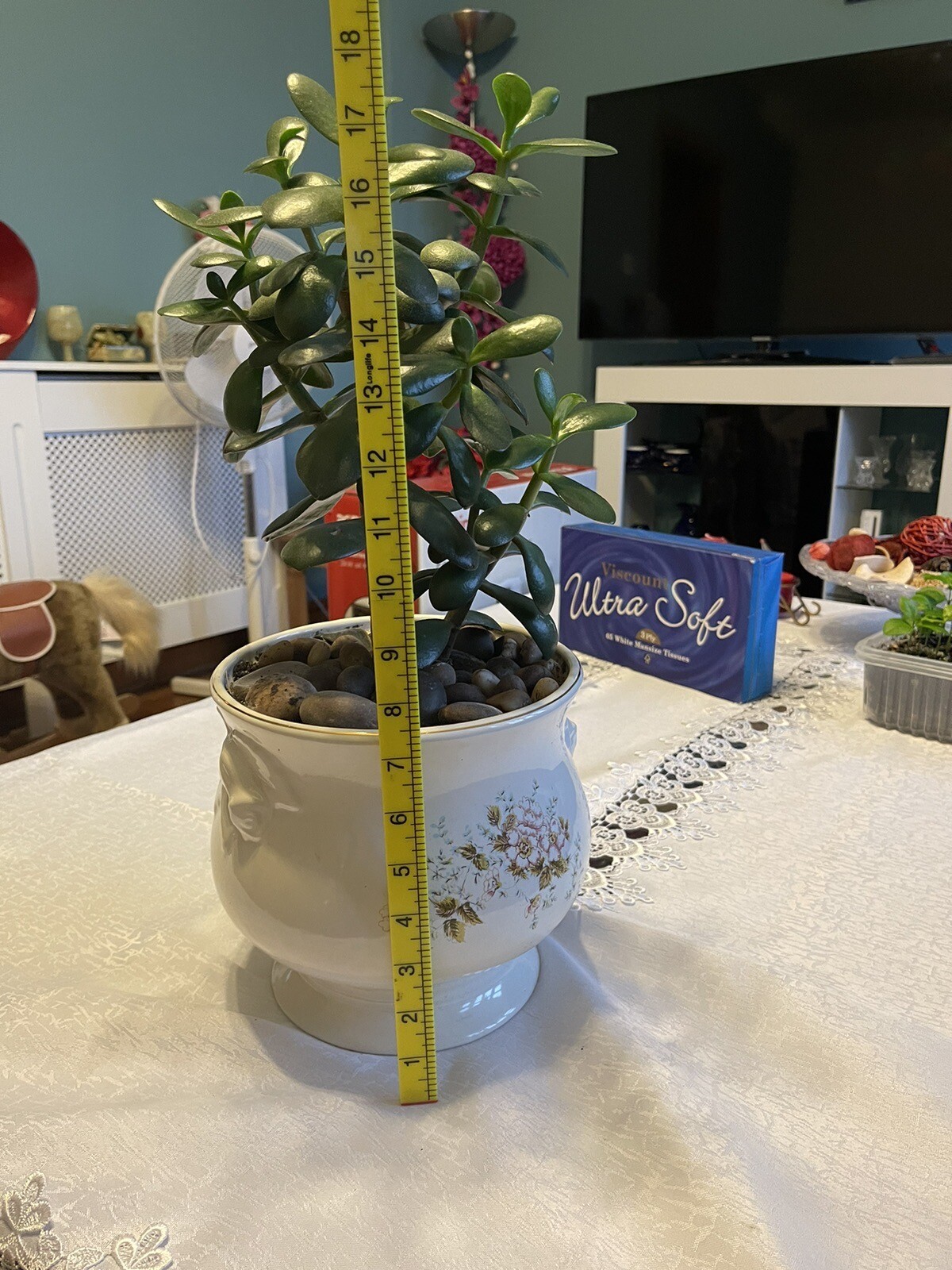 I Have Very Nice Large Crassula Jade Money Plant For Sale . eBay