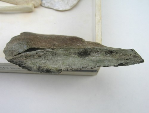 Vintage Alaskan Nature Specimen Collection Lot Bones & Possible Inuit Artifacts - Picture 10 of 11