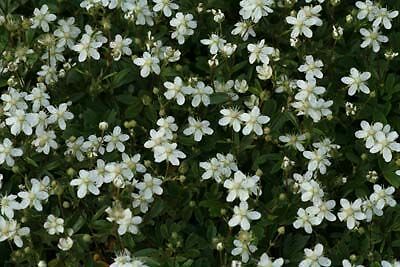 Potentilla tridentata 'Nuuk'.Splits, evergreen New to UK- Lot of 3 plants - Picture 2 of 3