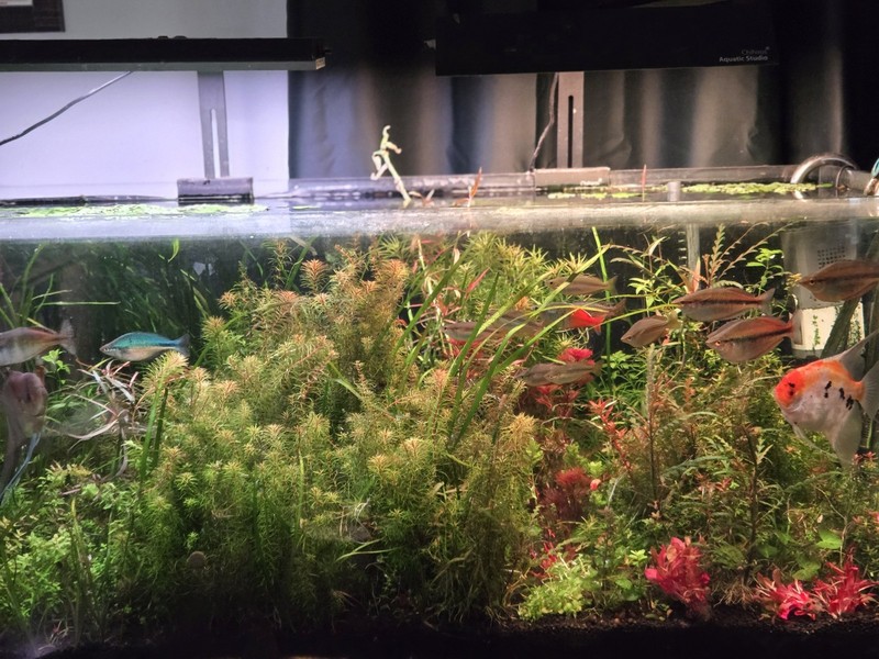 Aquatic Plant Pack 25 Stems