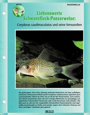 Schwanzfleck-Panzerwels Corydoras caudimaculatus / Aquariuminfokarte