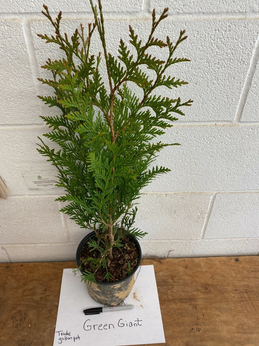 Green Giant 18-24" trade gallon Arborvitae Thuja plicata | eBay