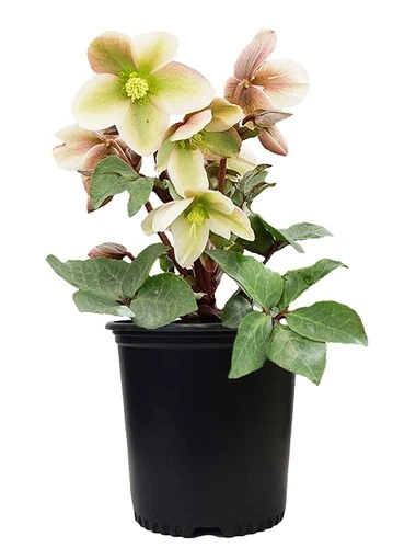 Live Plant Helleborus-X 'Ivory Prince' (Christmas Rose) Walhelivor Perennial,...