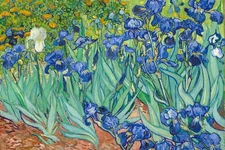 Laminated Vincent Van Gogh Irises Flower Poster 1890 Dutch Post Impressionist La