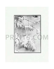 Ansel Adams Pine Branches SM Matted