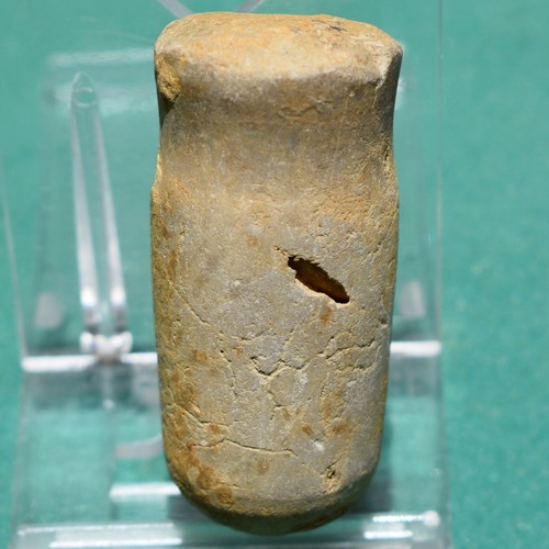 Nautiloid Fossil, Mollusk Cephalopod, Michelinoceras, Bolivia Devonian Fossils
