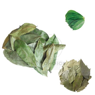 Dried Soursop leaves Pure Natural Premium Quality