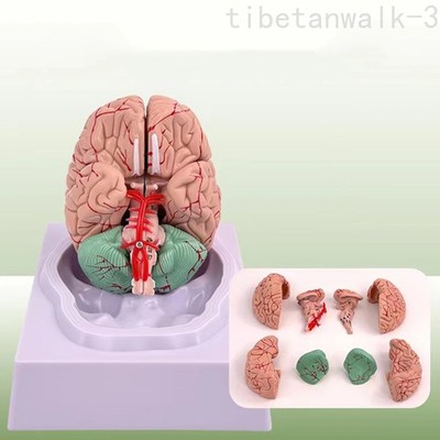 8 Parts Life Size Medical Disassembled Human Brain Model Anatomy Model