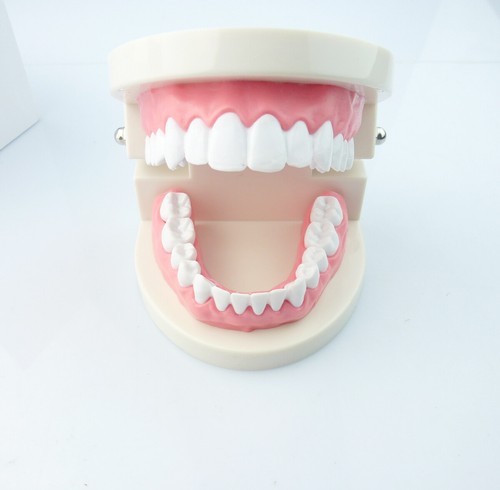 1X Standard Teaching Tooth Model Dental Adult Typodont Demonstration Teeth Model - Picture 6 of 7