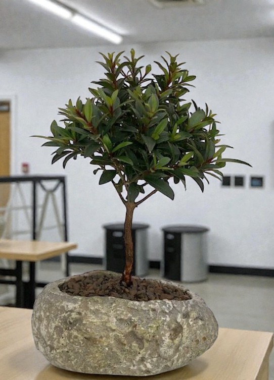Live 5 Yr Old Flowering Brush Cherry Bonsai Syzygium Faux Lava