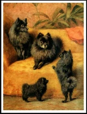 POMERANIAN LITTLE BLACK DOGS VINTAGE STYLE DOG ART PRINT POSTER