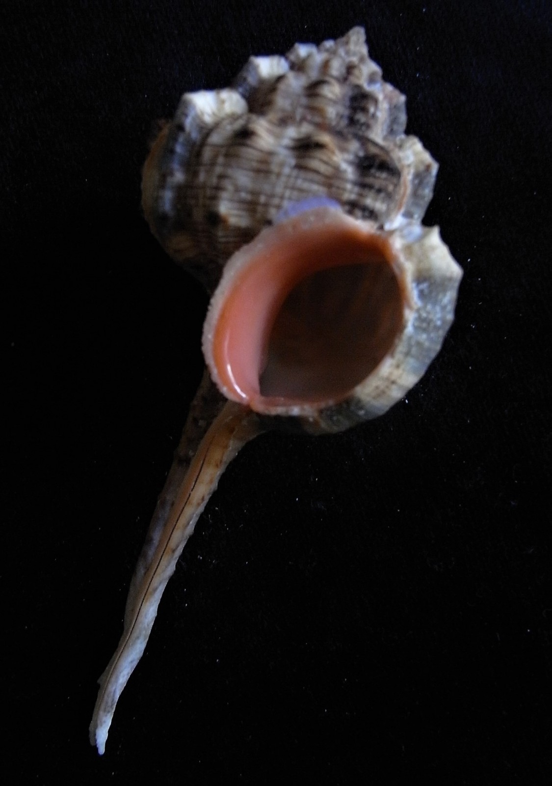 Picture 3 of 5