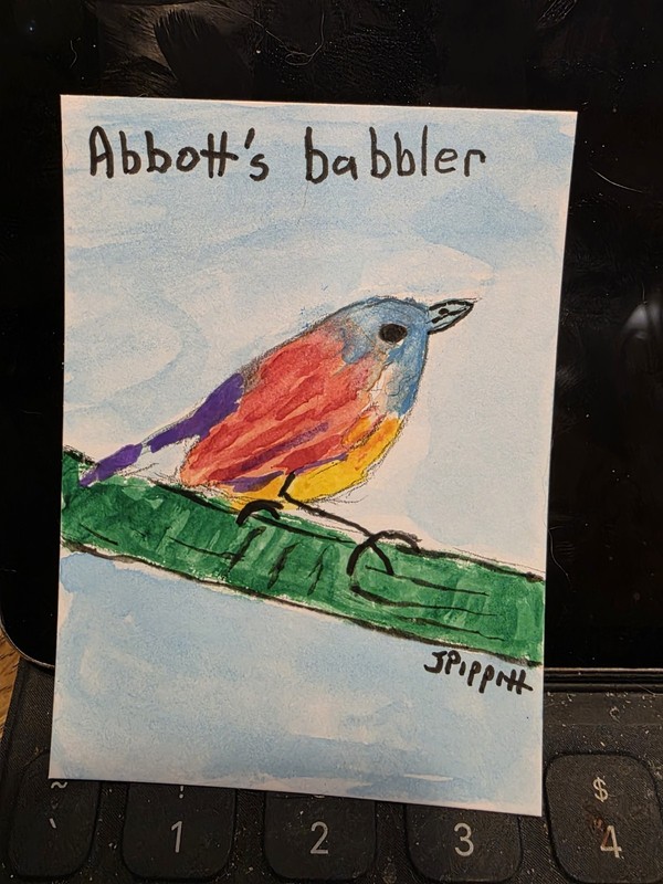 ACEO Abbott's babbler bird watercolor painting on paper original small signed