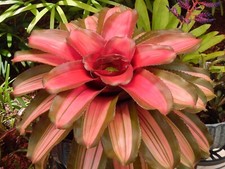 Neoregelia YANG Bromeliad one tropical plant BIG 