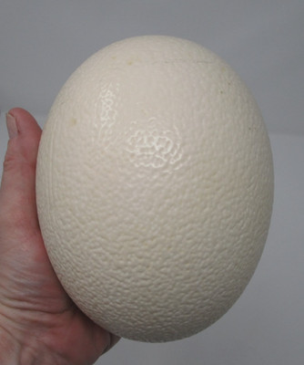 Large Ostrich Egg Shell for Arts, Crafts, Decoration, Paintings, Eggshell