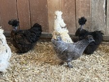 12 BBS Silkie Hatching Eggs, All Feather Types Possible