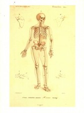 Cabinet de curiosité planche affiche A3 anatomie humaine squelette de l'homme