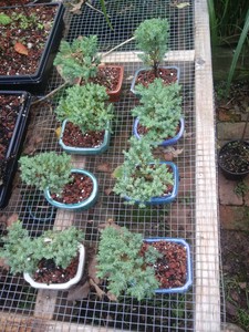 Juniper Procumbens Nana Bonsai Tree 3 75 Rechteckige Glasierte Keramik Topf Ebay