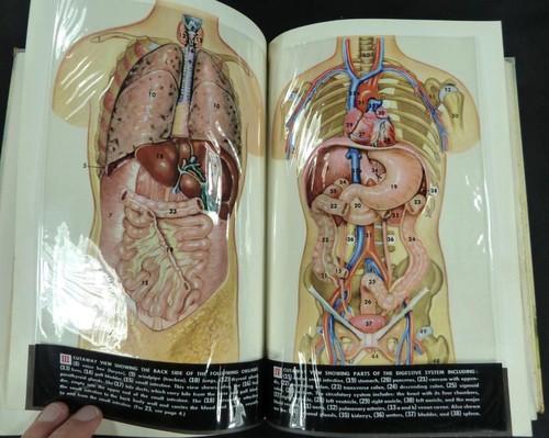 Modern Health Vintage Textbook 1955 Trans-Vision Transparency Human Torso Book - Picture 4 of 6