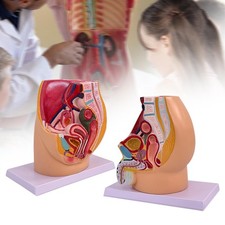 Anatomisches Modell des Beckens, Organmodell des menschlichen Beckens,