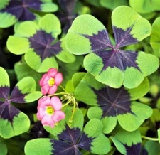Iron Cross Shamrock Bulbs for Planting - Fast Growing Year Round Color